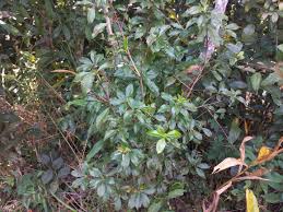 Image result for Peddiea fischeri