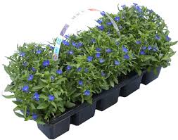 Image result for foto Lobelka