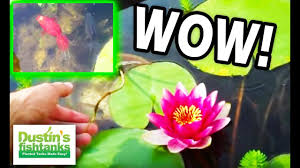 Colocasias are what we primarily call elephant ears, but alocasias (upright elephant ears) slip elephant ear corms grow over time, with the original corm doubling or tripling in size. Plants Seedlings 10 Sprouting Taro Blubs 3 Edible Colocasia Elephant Ear Water Koi Pond Plant Jumpland Com Au
