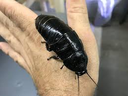 Hissers have a relatively long life span and, under optimal conditions, they can live up to 5 years! Amazon Com Trublu Supply Eight Madagascar Hissing Cockroach Black Tiger Gromphadorhina Grandidieri 8 Subadults 1 Inch 1 Inch Pet Supplies