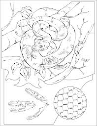 Select from 35970 printable coloring pages of cartoons, animals, nature, bible and many more. Boa Coloring Pages Coloringbay