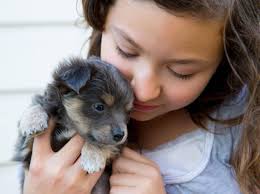 Dennoch solltest du dem welpen beißen abgewöhnen, denn dieses verhalten sollte nicht geduldet die sogenannte beißhemmung ist ein verhalten unter hunden, welches dafür sorgt, dass hunde sich nicht ernsthaft durch bisse verletzen. Hundewelpen Wann Ist Das Richtige Alter Fur Die Abgabe