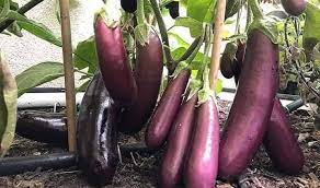 Check spelling or type a new query. Mengenal Ulam Kuliner Tradisional Indonesia Apero Fublic