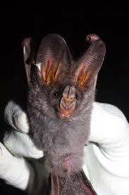 Birds On The Bat Twitter Lesser False Vampire Bat Vampire Bat Bat Bat Species