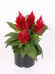 Celosia Kelos Fire Red Premier Growers Inc