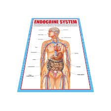 wholesale educational toys multi language endocrine system charts for anatomy buy endocrine system charts for anatomy wall chart for children