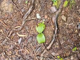 Image result for Croton polytrichus
