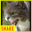 Salla Kizgin Kedi Sesi Indir Android Android Icin Eglence Uygulamasi Indir Com