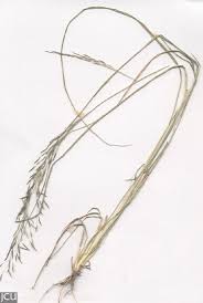 Image result for Eragrostis tenuifolia