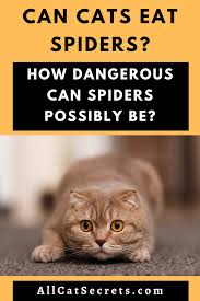 Cats can eat spiders, even if it isn't the best idea. Can Cats Eat Spiders How Dangerous Can Spiders Possibly Be Spider Species Cats Eat