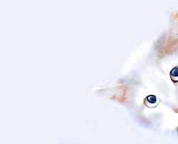 Iphone 11 Wallpaper Aesthetic Iphone X Background Cats Iphone 8 Light Background Android Cat Wallpaper Cat Aesthetic Wallpaper