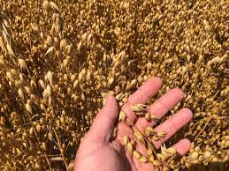 Cereals English Site