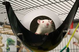 Rats in medical research