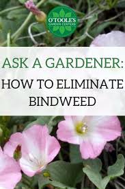 This method forces the bindweed plant to use up its energy reservoirs in its roots, which will eventually kill it. Bindweed Can Be Annoying And Hard To Eliminate From A Garden Luckily We Have A Few Tips To Get Rid Of Bind Lawn Care Business Spring Lawn Care Lawn Care Tips