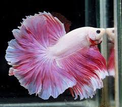 I was close to purchasing a rosetail betta but i read that bettas with long fins can be especially prone to tail biting because the weight makes it harder for them to swim. Fish Hub Pink White Butterfly Rosetail Betta Facebook