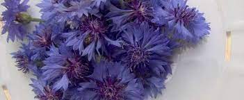 Centaurea Species Bachelor S Button Cornflower Centaurea Cyanus
