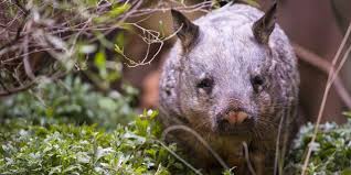 Image result for Southern hairy-nosed wombat