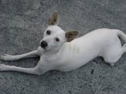 Check spelling or type a new query. Canaan Dog Vs Askal Breed Comparison Mydogbreeds