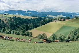 Emmental — emmental, emmentaler emmentaler, emmenthal emmenthal, emmenthaler (de emmental, valle de suiza). Genussvolles Radwandern Im Schweizer Emmental