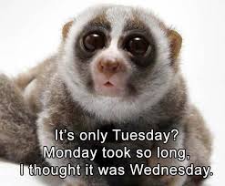 Let's feed them and make them happy. Funny Animals Dumpaday 1 Funny Tuesday Meme Funny Animals Funny Tuesday Images