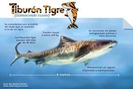 Check spelling or type a new query. Estudio Analizara El Comportamiento Del Tiburon Tigre En La Isla Del Coco