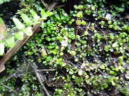 Image result for Utricularia striatula