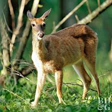 I have had more success by using peppermint oil to repel mice. Diy Deer Repellent Better Homes Gardens