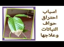 احتراق حواف اوراق النباتات المنزلية وكيفية علاجها هااام جدا لازم تشوفوه للاخر Youtube House Plants Indoor Garden Hacks Diy Indoor Plants