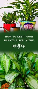 Winter Houseplant Care Key Points For Keeping Your Indoor Plants Alive House Plant Care Plants Indoor Plant Care