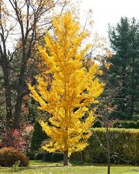 Browse 2,828 ginkgo biloba tree stock photos and images available, or search for ginkgo tree to find more great stock photos and pictures. 11 Ginkgo Trees Ideas Ginkgo Tree Ginkgo Maidenhair Tree
