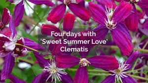 Maybe you would like to learn more about one of these? Sweet Summer Love Time Lapse Youtube