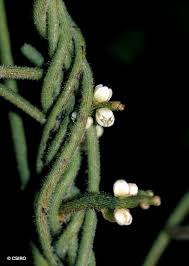 Image result for Cassytha filiformis