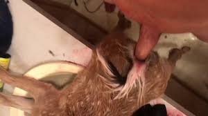 Zoo sex scene showing a guy that fucks dog deeply