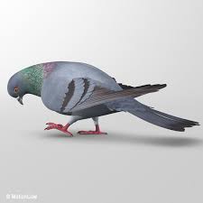 3d Model Of Realistic Pigeon Wings Folded In 2020 Realistic 3d Model Texture Mapping