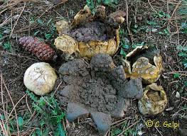 Image result for Scleroderma polyrhizon