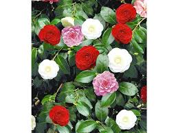 Skirtingose lidl parduotuvėse gali būti skirtingų dydžių, spalvų ar modelių prekės. Winterharte Garten Kamelie Tricolor 1 Pflanze Camellia Japonica Lidl Deutschland Lidl De Winterhart Pflanzen Kamelie Winterhart