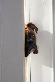 Les Boxers Sont Des Chiens Vraiment Horribles Ces 18 Photos Vous Le Prouveront Boxer Puppies Boxer Dogs Boxer