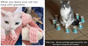 Check spelling or type a new query. I Can Has Cheezburger Caturday Funny Animals Online Cheezburger