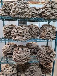 Image result for Lentinus edodes
