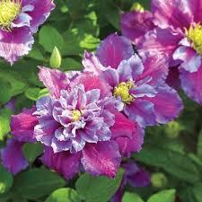 Purple clematis are a dazzling sight growing on a trellis or fence. Clematis Vine Plants Outdoor Plants The Home Depot