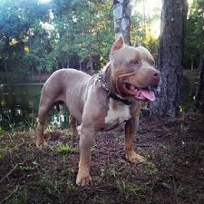 Purple Tri Pitbull Dog American Bully And Bulldog Upliftment Blog Pitbull Dog Pitbulls Dogs