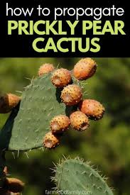 There are a few different ways to propagate succulents. Idtla5l7l0 R6m