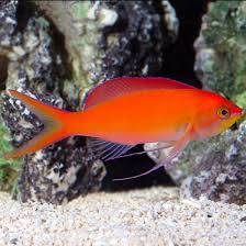 Image result for Disperis mozambicensis