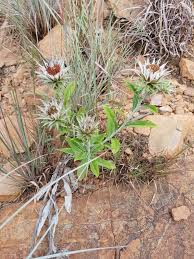 Image result for Macledium zeyheri