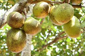 Different types of jackfruit in malayalam. à´šà´• à´• à´µ à´• à´• à´ª à´¡ à´¯