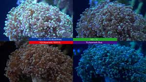 Whether you're just starting out or looking to update your current lighting fixture like we did, i can't emphasize enough how its construction quality, performance metrics and versatility can improve your aquarium. Led Vs T5 Vs Hqi Light Reef Tank Story Youtube