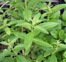 Image result for Aloysia citrodora