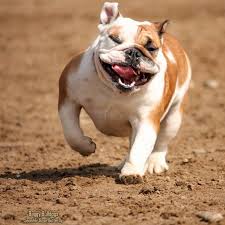 Blue tri merle frenchy blueg. English Bulldog Colors Baggy Bulldogs