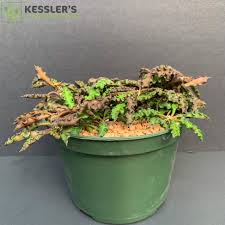 Image result for Euphorbia davyi