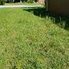 If your tree is yellow, burnt looking, and essentially on its last legs, you need to consider a tree i.v. Top 641 Trugreen Lawn Care Reviews